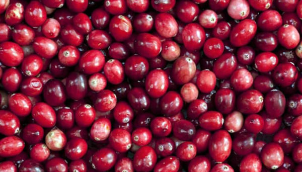 Imagen de ARANDANOS ROJOS